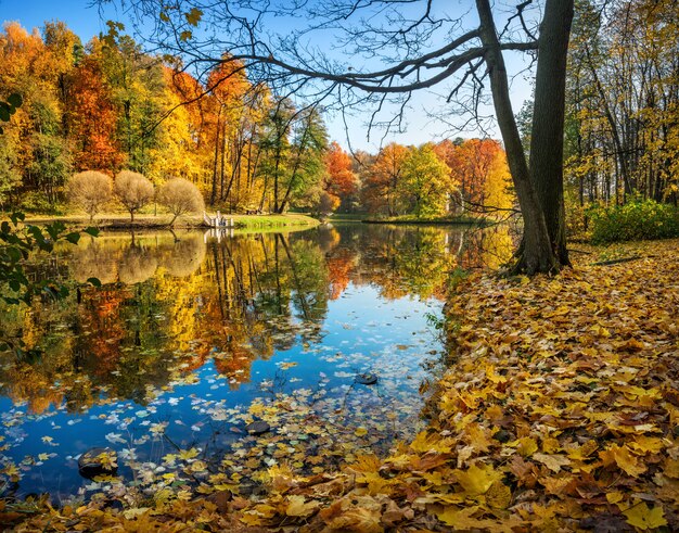 Bilder Herbst Baum Gratis Vektoren Fotos Und Psds