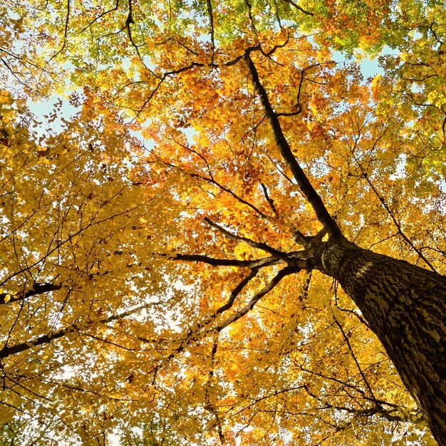 &quot;Herbstbaum von unten&quot;