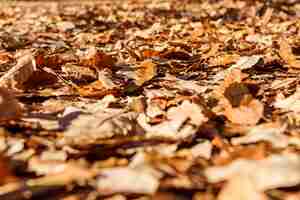 Kostenloses Foto herbstblätter im herbst park