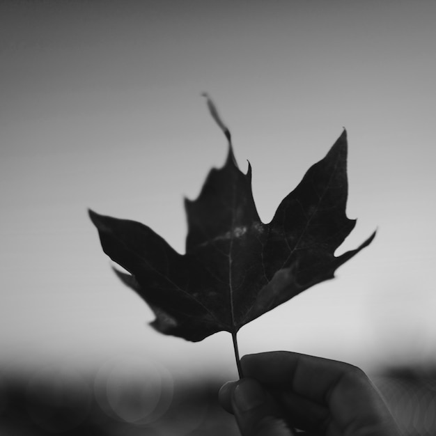 Kostenloses Foto herbstblatt im himmel