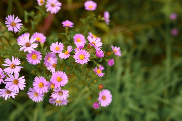 Bilder Voller Bluete Gratis Vektoren Fotos Und Psds