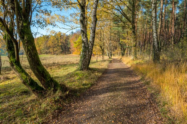 Herbstfarben im Odenwald