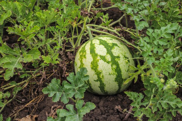 Herbstfrüchte hängen an einem Ast im Garten.