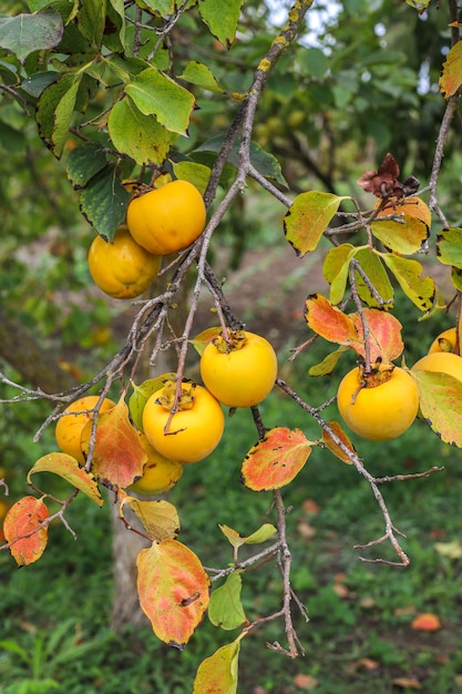 Kostenloses Foto herbstfrüchte hängen an einem ast im garten.