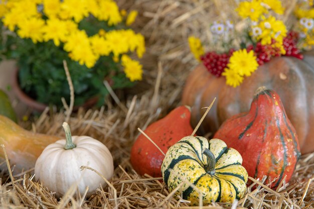 Herbstkomposition mit Kürbissen im rustikalen Stil