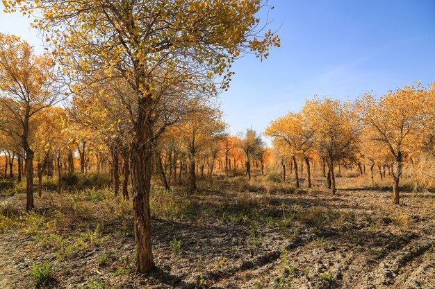 Herbstlandschaft Blick