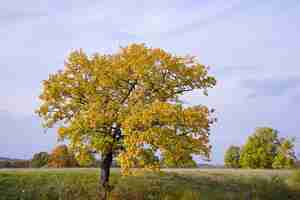 Kostenloses Foto herbstlandschaft mit eiche