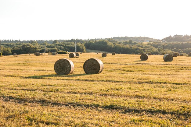 Herbstlandschaft mit Heu Feld