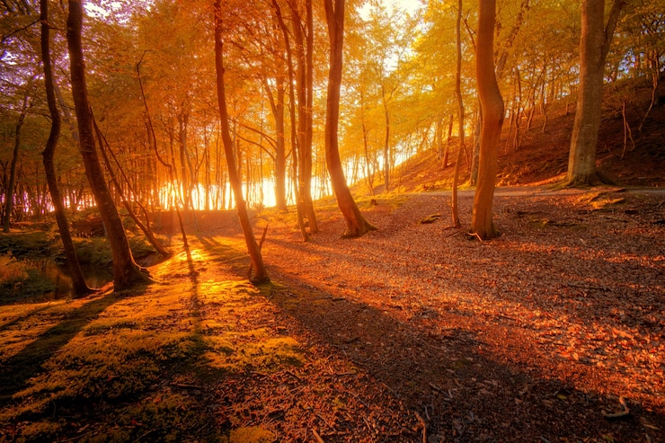 Kostenlose Foto herbstlandschaft.