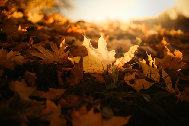 Herbstlaub naturhintergrund mit verschwommenem licht