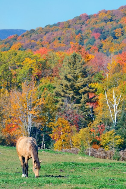 Herbstlaub und Pferd im Gebiet Neuenglands.