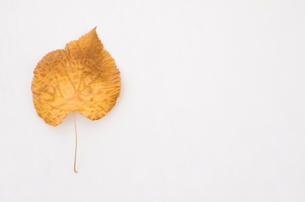 Herbstlaubebenenlage mit Kopienraum