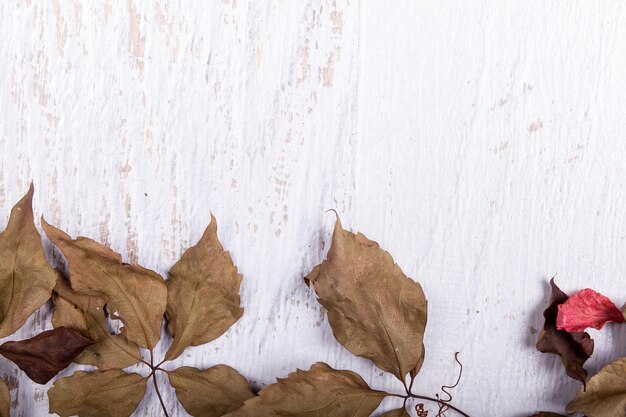 Herbstlaubhintergrund mit verfügbarem Kopienraum. Rot gefärbte Blätter auf weißem Holzuntergrund