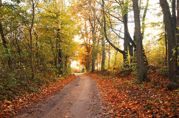 Herbstliche Landschaft mit trockenen Blättern