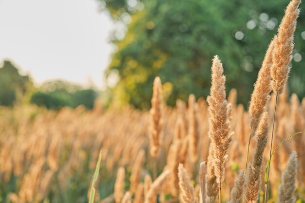 Herbstlicher Hintergrund aus trockenem Gras, defokussierter Blick gegen den blauen Himmel. Fokus auf dem Schilfhalm im goldenen Licht des Sonnenuntergangs. Hintergrund- oder Splash-Idee für den Naturhintergrund. Platz für Text