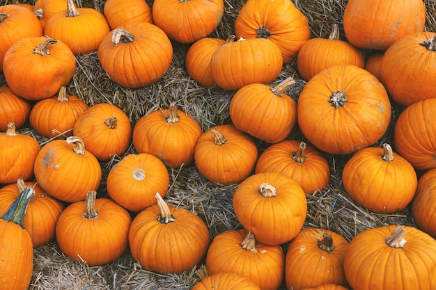 Herbstlicher Hintergrund des Kürbises mit vielen Kürbisen. Nahaufnahme