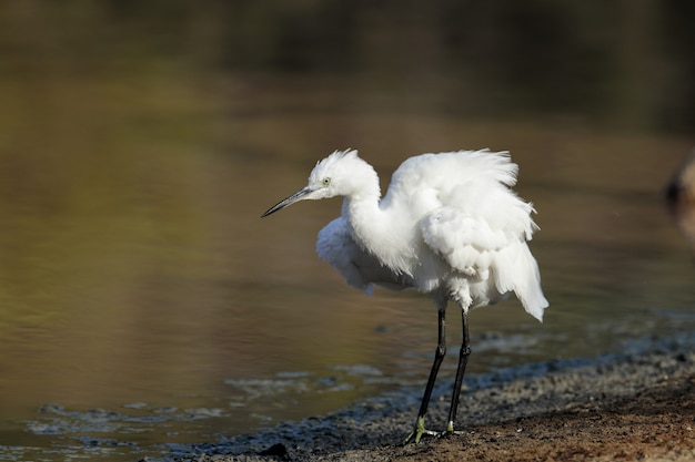 Herbstmigrant Seidenreiher