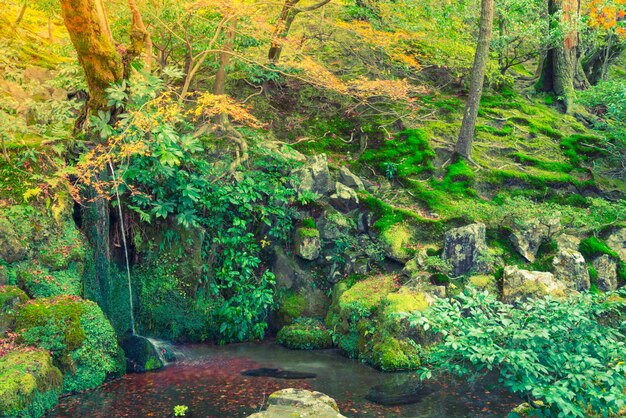 Herbstwald mit Fluss (gefiltertes Bild verarbeitet Jahrgang effe