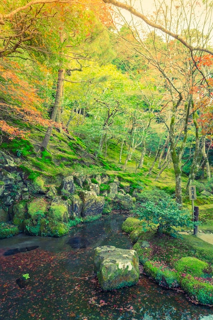 Herbstwald mit Fluss (gefiltertes Bild verarbeitet Jahrgang effe