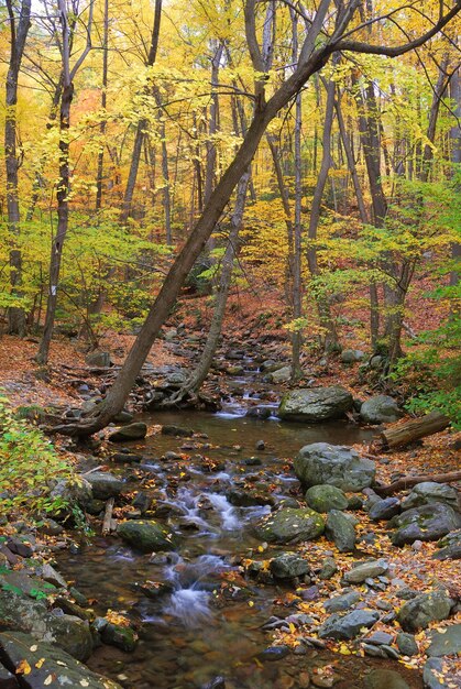 Herbstwald mit gelben Ahornbäumen und Bach mit Felsen und Laub in den Bergen.