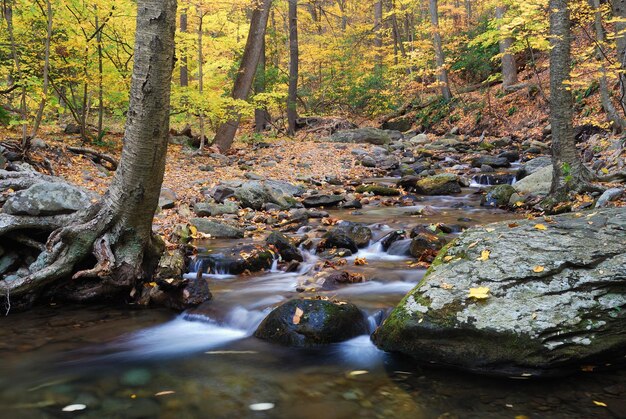 Herbstwald mit gelben Ahornbäumen und Bach mit Felsen und Laub in den Bergen.