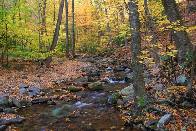 Herbstwald mit gelben Ahornbäumen und Bach mit Felsen und Laub in den Bergen.