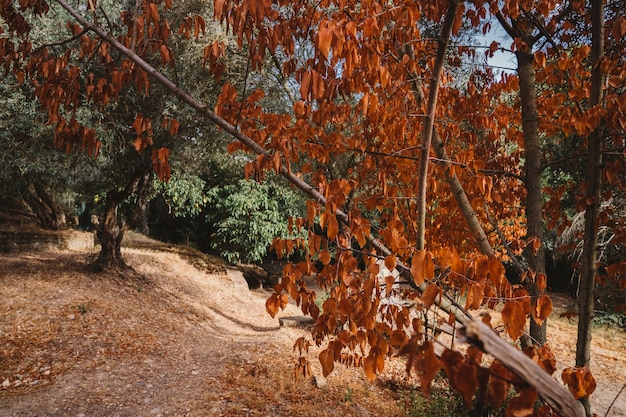 Herbstwald