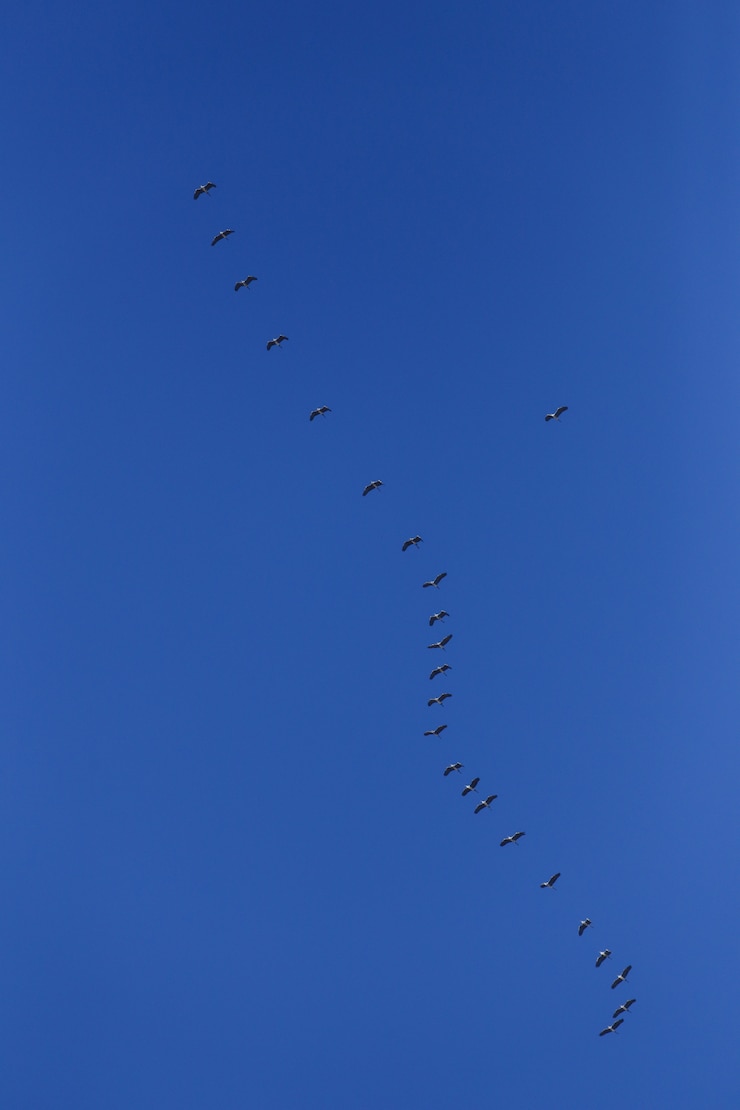 Kostenlose Foto herde grauer vögel im blauen himmel