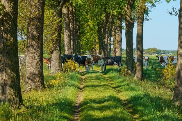 Herde holländischer Kühe, die die Straße überqueren, umgeben von vielen hohen Bäumen