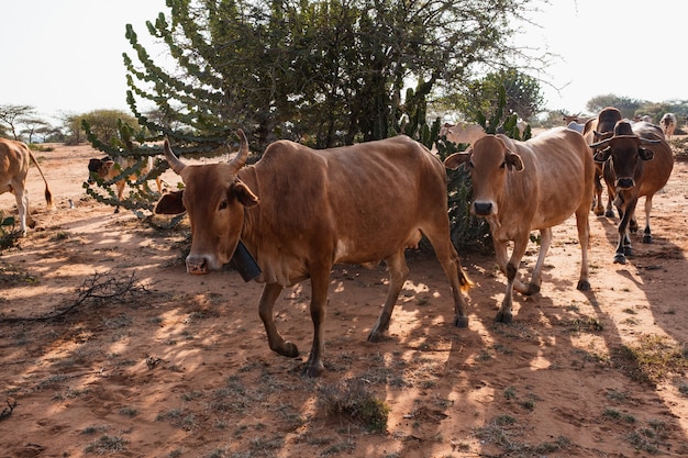 Herde Kühe um einen Baum auf dem schlammigen Boden in Samburu, Kenia