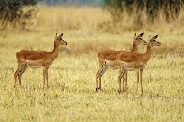 Kostenloses Foto herde von hirschen, die in einem grasfeld in der natur mit einem verschwommenen hintergrund gehen