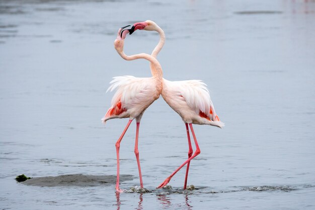 Herde von rosa Flamingos bei Walvis Bay, Namibia.