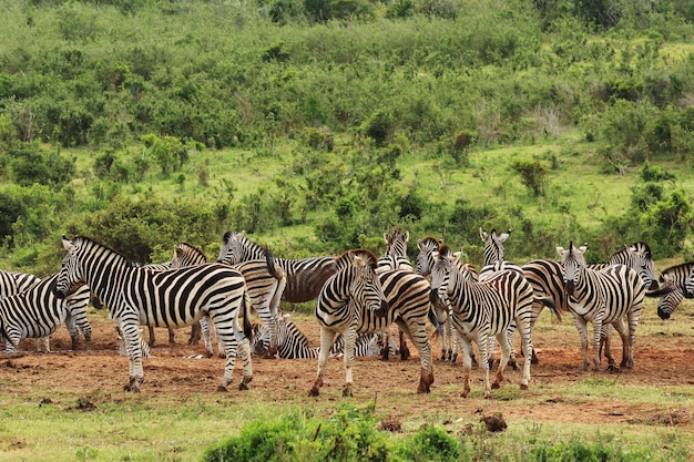 Herde von schönen Zebras auf den grasbedeckten Feldern nahe einem Hügel im Wald