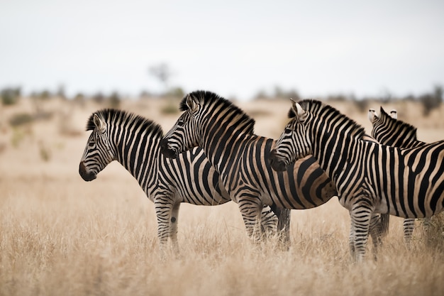 Herde von Zebras, die auf dem Savannenfeld stehen