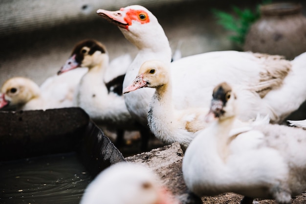 Herden von Enten trinken Wasser aus dem Container