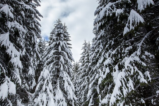 Herrliche und stille schöne Winterlandschaft. Schöner Wald.