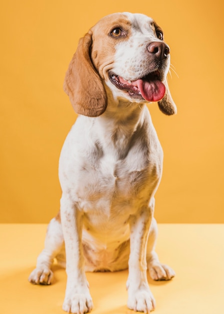 Kostenloses Foto herrlicher hund streckt die zunge heraus