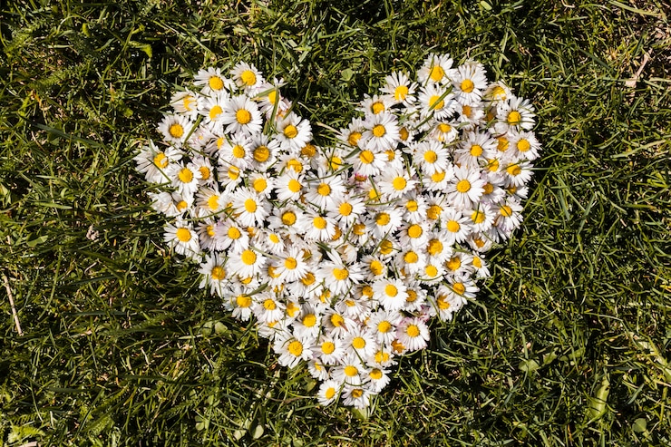 Kostenlose Foto herz von gänseblümchenblumen
