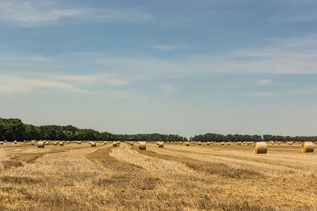 Heu rollt auf dem Feld in einer ländlichen Gegend