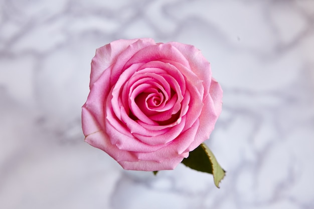 High Angle Closeup Shot einer schönen blühenden rosa Rose