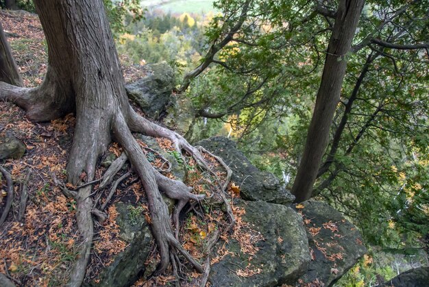 High Angle Shot der Wurzeln eines Baumes, wie sie im Wald wachsen, umgeben von Bäumen und Gras