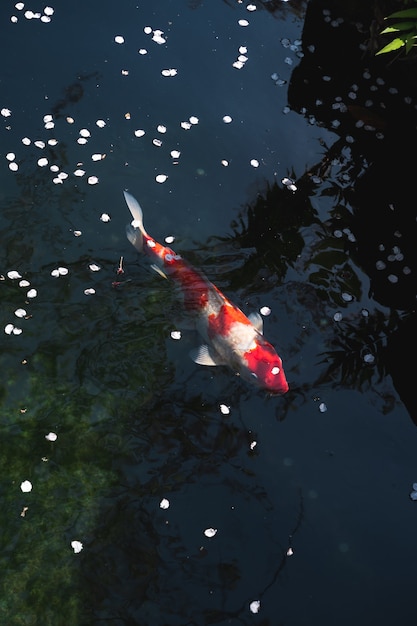 High Angle Shot des schönen japanischen Koi-Fisches im Teich