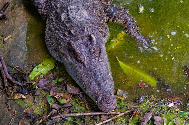 High Angle Shot eines Alligators in einem schmutzigen See im Dschungel