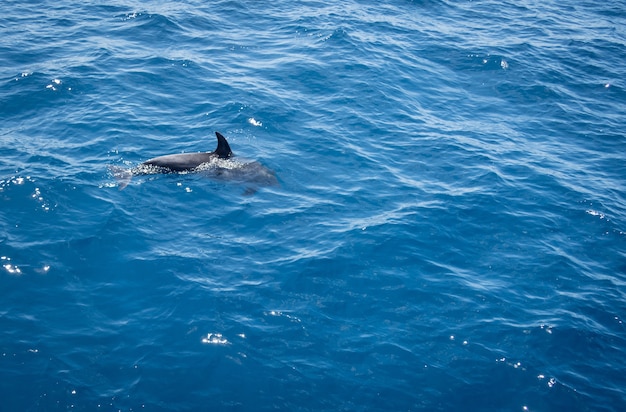 High Angle Shot eines Delfins, der im welligen blauen Meer schwimmt