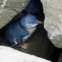Kostenloses Foto high angle shot eines jungen pinguins, der zwischen felsen geschützt ist