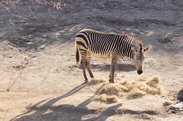 Kostenloses Foto high angle shot eines zebras, das heu in einem zoo isst