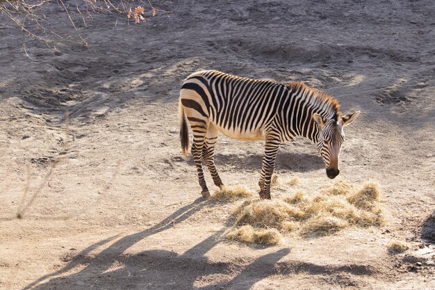 High Angle Shot eines Zebras, das Heu in einem Zoo isst
