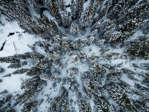 High Angle Shot von mit Schnee bedeckten Fichten im Winter