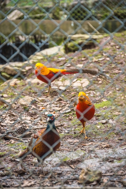 High Angle View Von Goldenen Fasan In Cage