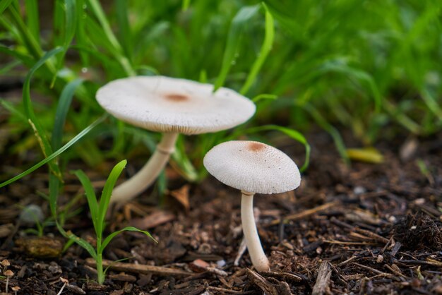 Hintergründe Pilz im Freien Natur frisch